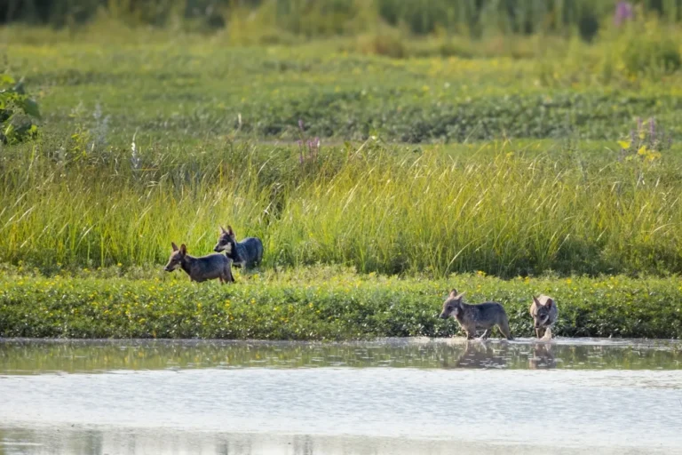 Negli ultimi giorni di agosto avevo notato che l'intraprendenza dei cuccioli era aumentata… Foto Matteo Papa © Lupi riva fiume