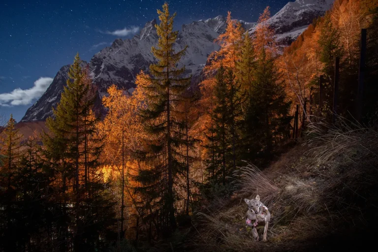 La femmina capobranco si dirige verso il sito di rendez-vous portando cibo per i lupacchiotti.