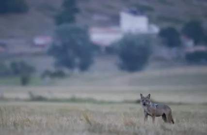 Una lupa attraversa un'ampia radura ai margini di un paese. Parco Nazionale d'Abruzzo, Lazio e Molise. Luglio 2017. Foto Gianluca Damiani ©. LUPI PESCASSEROLI. appennini branco lupi abruzzo. lupi in paese.