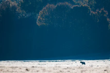Un lupo attraversa all'alba una radura ghiacciata. Parco Nazionale d'Abruzzo, Lazio e Molise. Novembre 2018. Foto Gianluca Damiani ©.