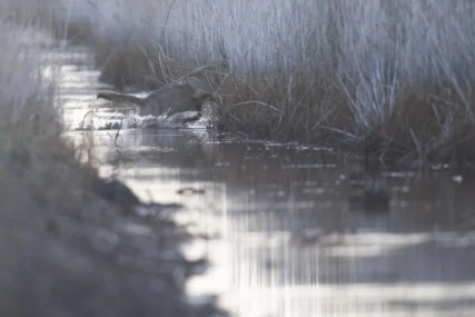 Un lupo guada un canale inseguendo una preda. Maremma (Toscana). Novembre 2023. Foto Gianluca Damiani ©. lupi torrente.