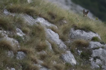Un lupo appare da ripido crinale roccioso. Sirente-Velino (Abruzzo). Luglio 2022. Foto Gianluca Damiani © .