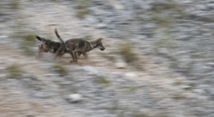 Due cuccioli di lupo giocano a rincorrersi su una pietraia. Sirente-Velino (Abruzzo). Agosto 2022. Foto Gianluca Damiani © .