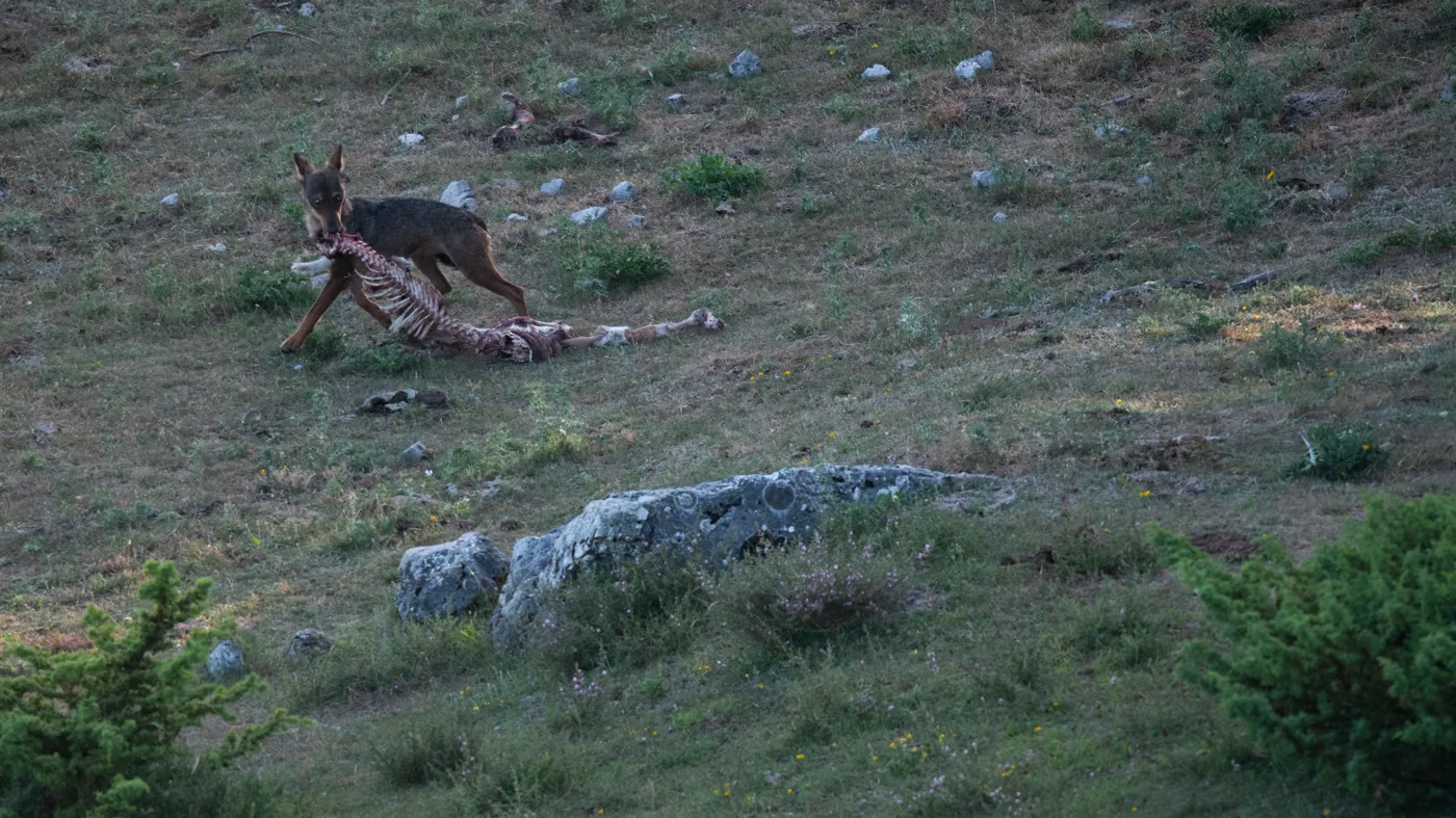 Dieta del lupo