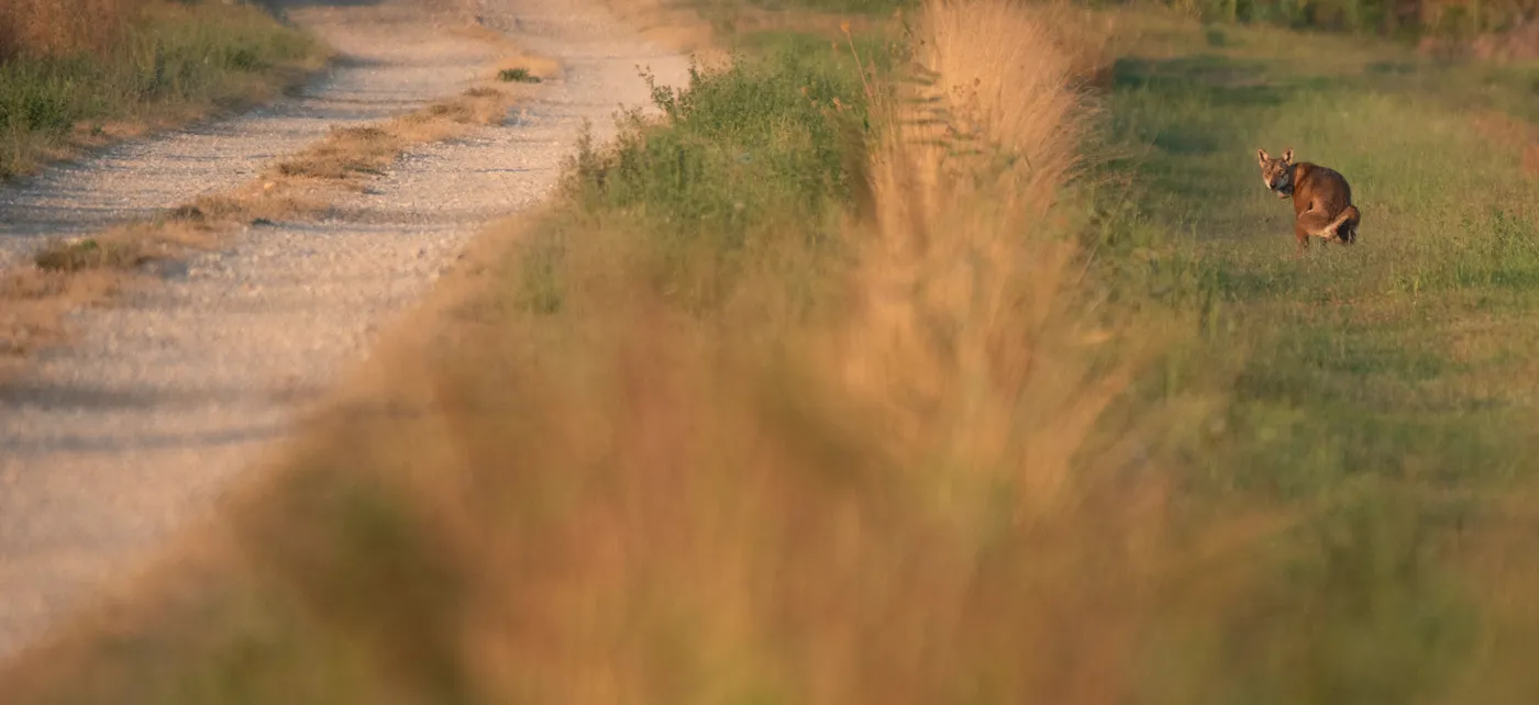 Incontrare e osservare lupi in natura