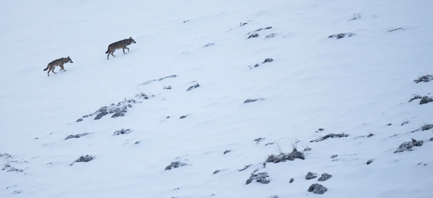 Incontri inattesi con i lupi