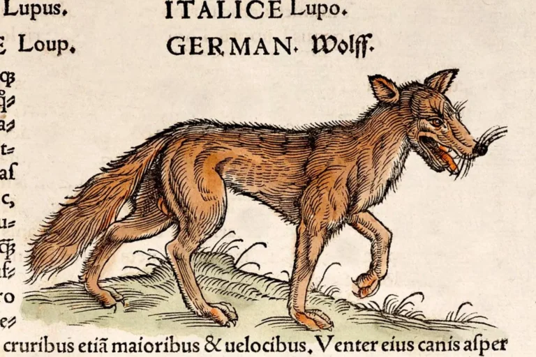 lupo pericoloso uomo italia 1 Rappresentazione iconografica di un lupo del 1560