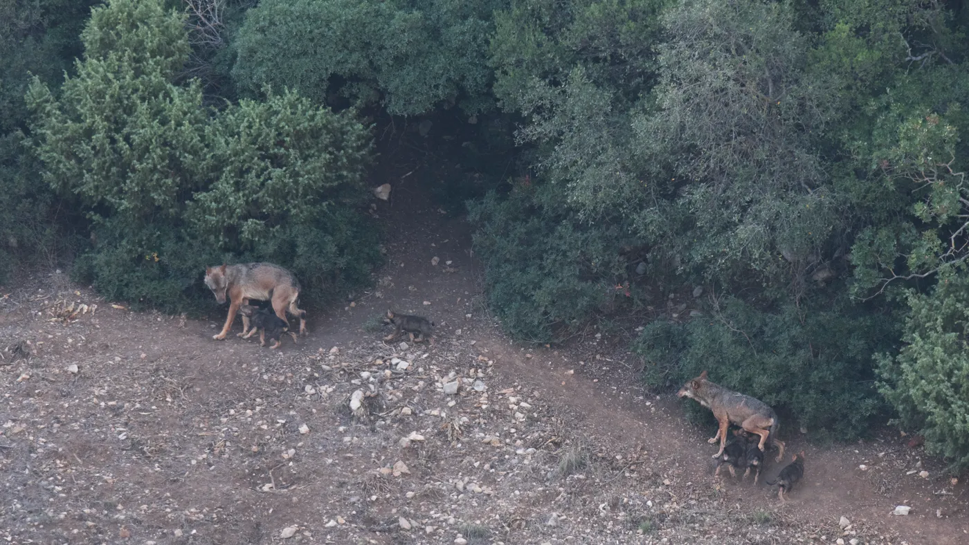 Riproduzione del lupo