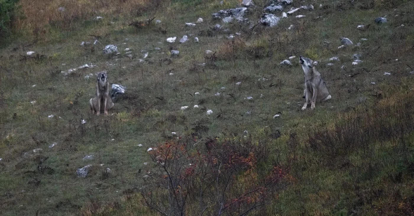 Unisciti all'ululato