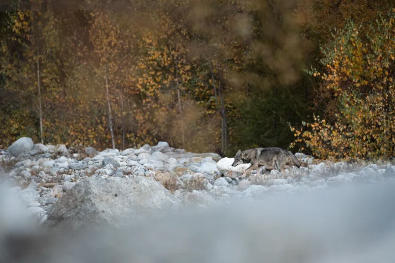 Nel silenzio dell’alba, un giovane lupo si avventura con diffidenza lungo le sponde di un torrente alpino. Valle d’Aosta. Ottobre 2023. Foto André Roveyaz ©.