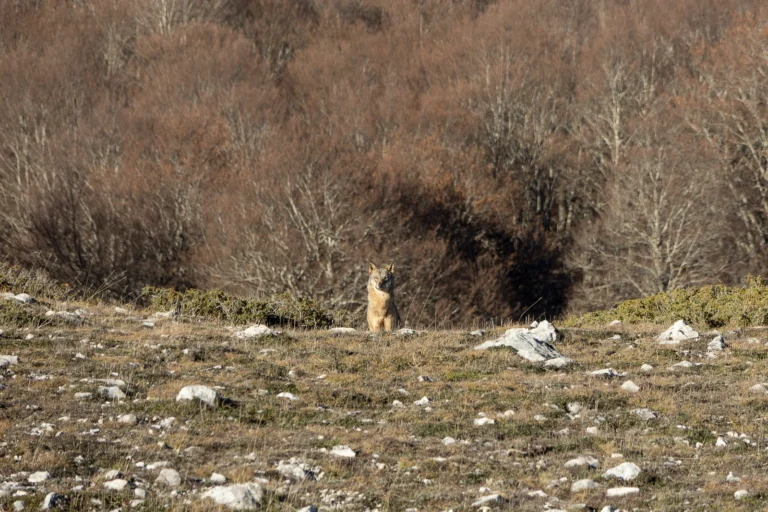 La lupa che mi guardò per alcuni eterni secondi